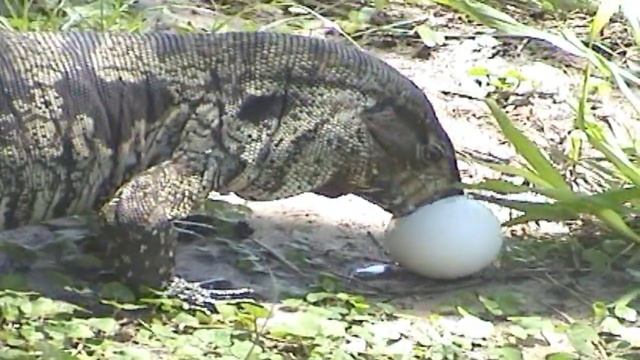 Lagarto overo (Salvator merianae ) COMIENDO UN HUEVO смотреть онлайн