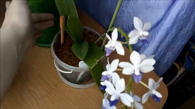 Мои цветущие орхидеи 22.07.2018г)) смотреть онлайн