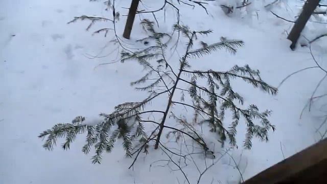 Промысел куницы 2021 - 2022, проверка путика! смотреть онлайн