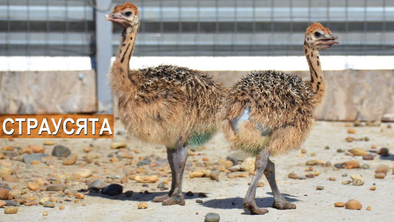 Как содержать страусят? Молодняк страусов. Ферма Страус Юг. КФХ Быстрицких. смотреть онлайн
