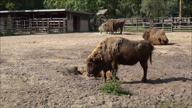 Euroopa piisonid mägrauruga tutvumas смотреть онлайн