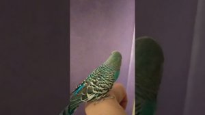 Как вылечить попугая от пероедов (пухоеды, блохи или вши). Лечение попугая #попугаи #лечениепопугае