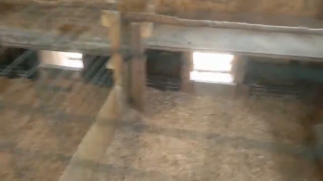 Переселяеи птенцов из брудера в курятник смотреть онлайн