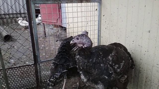 Индюшки наседки растоптали и поели все яйца,??//Больше никогда не буду сажать индюшек на яйцо. смотреть онлайн