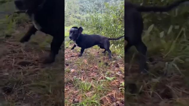 Наш самый главный и верный проводник🐶 #горныйалтай #чемал #лошади #конныйтур #алтай #туры #собаки смотреть онлайн
