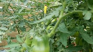 Томат Сибирская тройка. Сладкие перцевидные плоды!