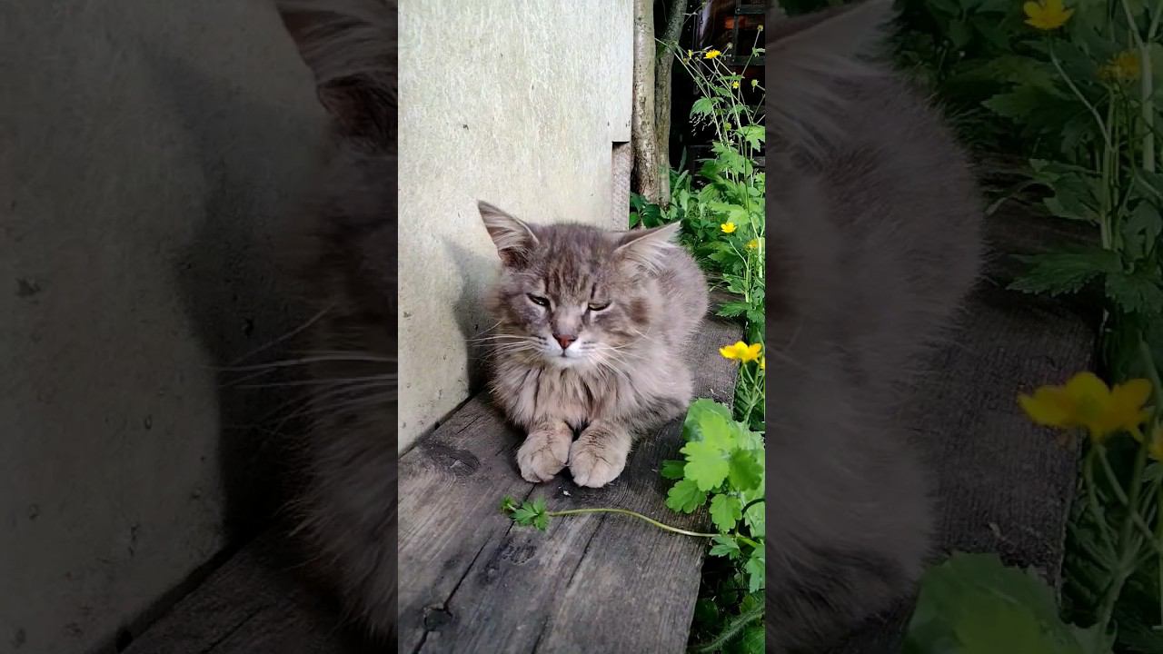 Территория кота  #кошкиндом #бродячийкот #дача #cat #кошка #straycats #shorts #shortvideo