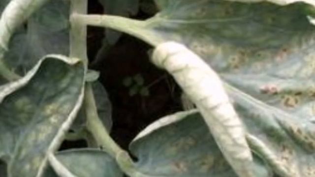 ПОЧЕМУ ЖЕЛТЕЮТ ЛИСТЬЯ У ПОМИДОРОВ В ТЕПЛИЦЕ И ОТКРЫТОМ ГРУНТЕ смотреть онлайн