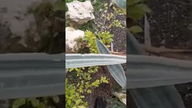 Sansevieria Beauty Queen