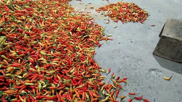 info harga senin 15 nov смотреть онлайн