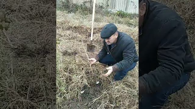 Сават 31 посадка малины смотреть онлайн