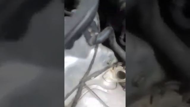 Honda - мощь и элегантность