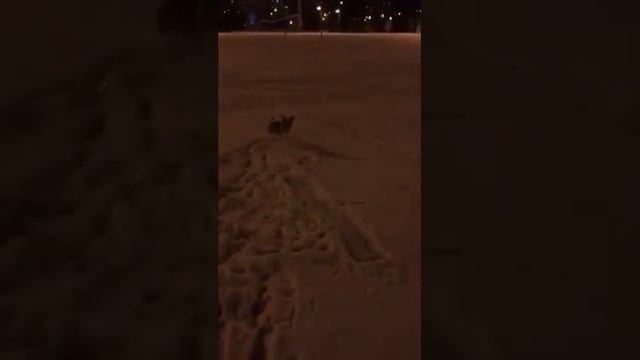 Джек Рассел #1 смотреть онлайн