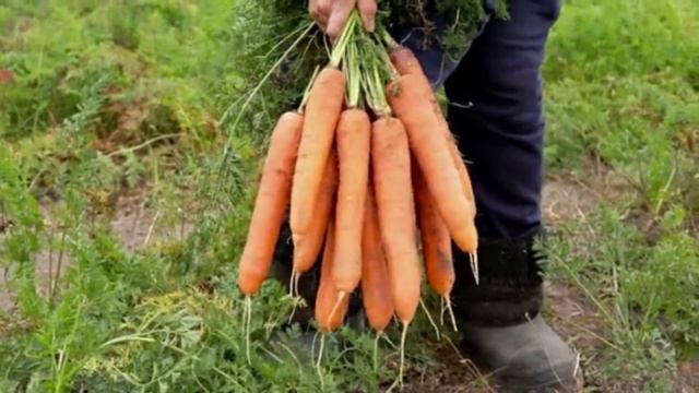 СРОЧНО ДАЙТЕ МОРКОВИ СОЛИ И БУДЕТЕ СОБИРАТЬ УРОЖАЙ ВЕДРАМИ ДО ОСЕНИ!!! УХОД ЗА МОРКОВКОЙ! #сад смотреть онлайн