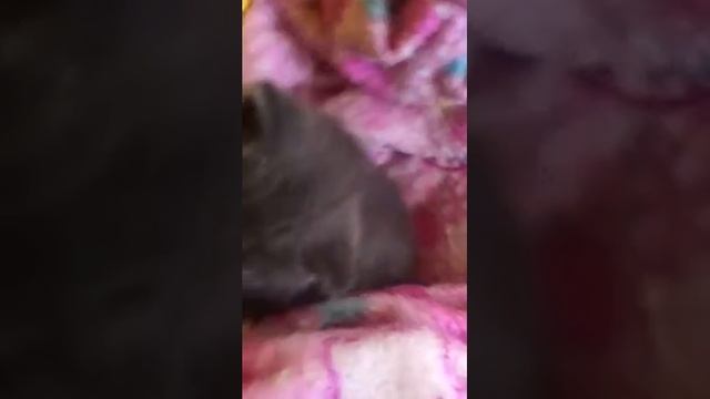 Британский Котенок British kitten смотреть онлайн