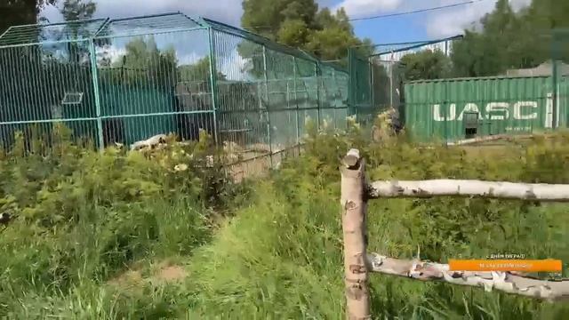 С Днем Тигра! смотреть онлайн