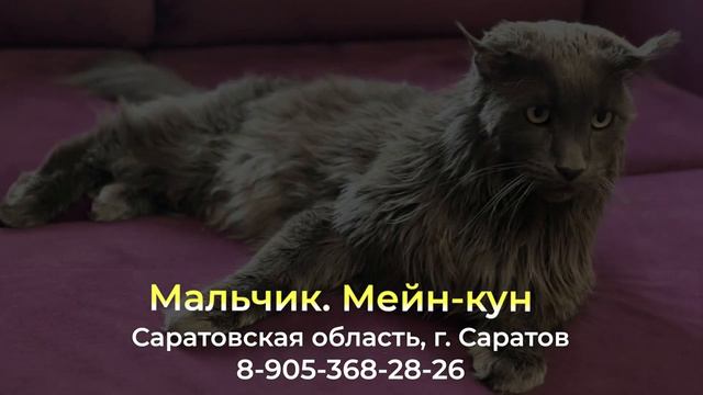 Пропал кот ! Мальчик, Саратовская область , г. Саратов смотреть онлайн