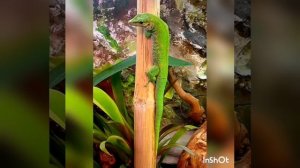 Топ 10 ящериц для дома