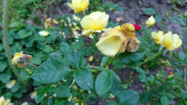 Позднеосенний Splendid Ruffles от Interplant