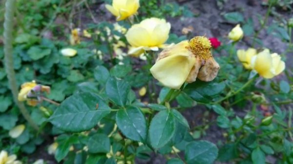 Позднеосенний Splendid Ruffles от Interplant