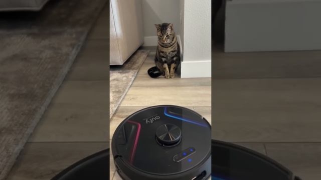 MY CATS REACTIONS TO A ROBOVAC смотреть онлайн