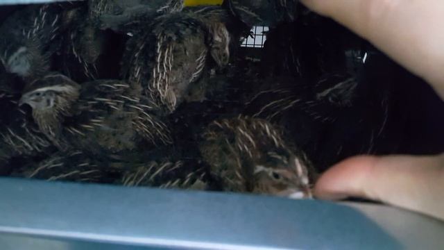 Молодняку перепела гигантский фараон один месяц. Содержание, вес птенцов, поведение. Беляш в выводк смотреть онлайн