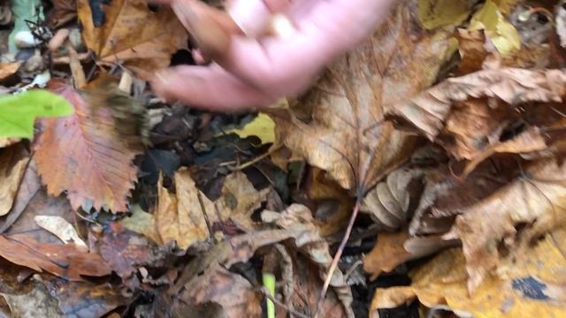 Чем страшнее лес, тем больше грибов