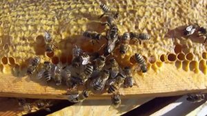 Двухматочная семья, конец эксперимента. Двухсемейное содержание пчел.