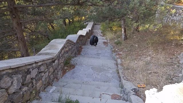 Боксёр сам играет с колесом. смотреть онлайн