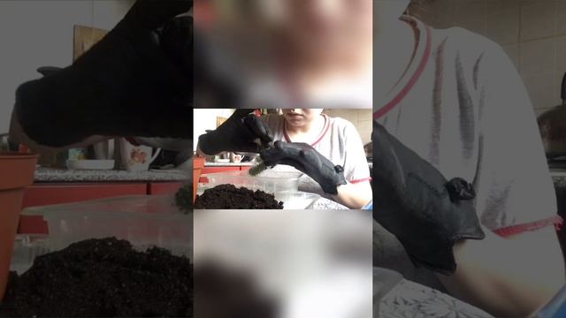 Размножение и пересадка кактуса Маммилярии смотреть онлайн