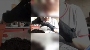 Размножение и пересадка кактуса Маммилярии