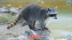 Дикие животные и их звуки. Обучающее видео для детей.