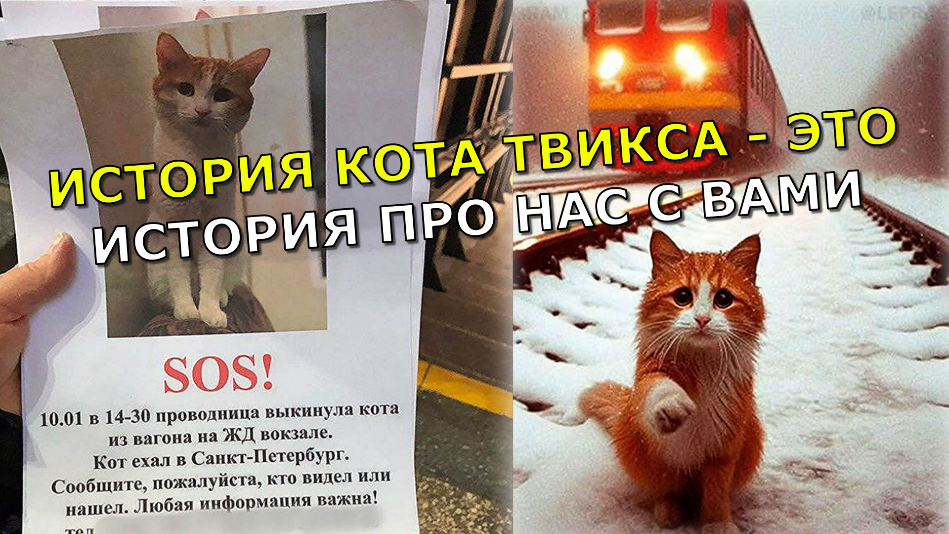 СКОРО НА КАНАЛЕ "С этим вы спорить не можете!" ? Кот Твикс - о чём на самом деле эта история смотреть онлайн