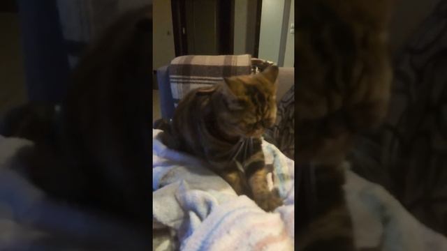 Медитация кота смотреть онлайн