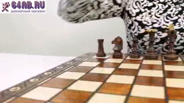 Шахматы Сенатор смотреть онлайн