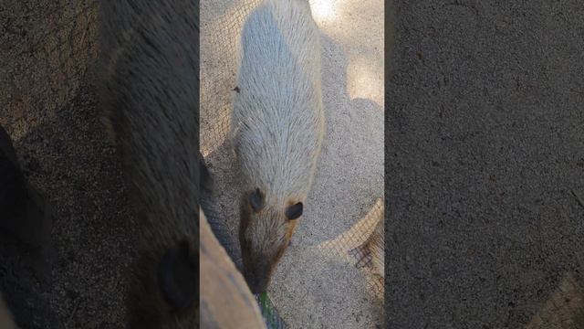 обед у копибар в сафари-парке Бангкоке смотреть онлайн