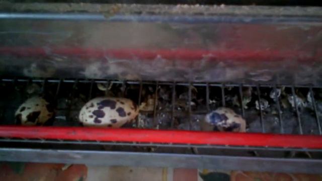 Перепелки маньчжурские приобретенные в ЭКО ферме МОИ перепела