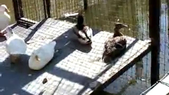 Поездка в липецк в зоопарке смотреть онлайн