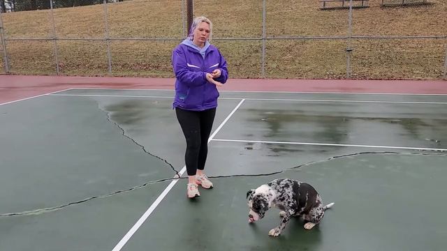 Simple Dog Training Step 1 смотреть онлайн