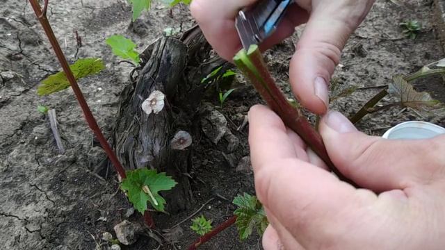 ПРИВИВКА ВИНОГРАДА - Чёрным в Зелёное весной. Самый надёжный способ для приживаемости прививки. смотреть онлайн