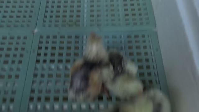 VLOG. Всё плохо. Или нормально? Нет, всё таки не очень...