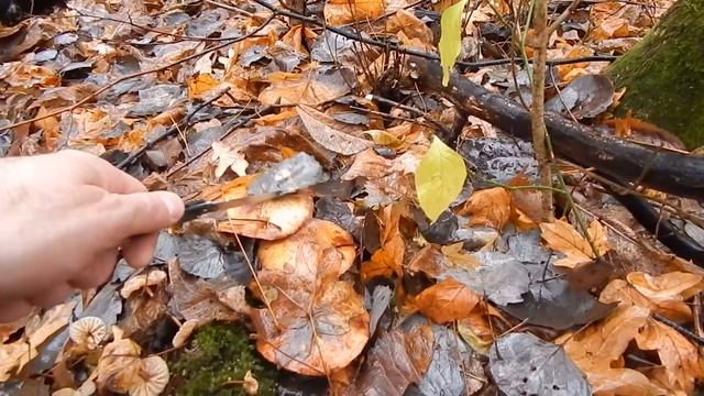 Лес в ноябре. За грибами смотреть онлайн