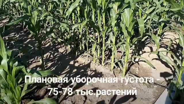Участок гибридизации, ЧП "Агровита", 25.06.2018 смотреть онлайн