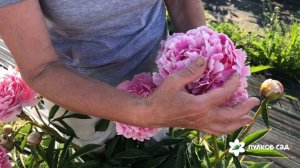 Премьера пион. Пулков сад (2022 г)