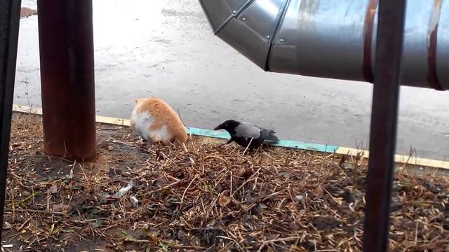 Ворона дразнит кота смотреть онлайн