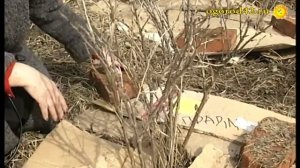 Уход за крыжовником весной