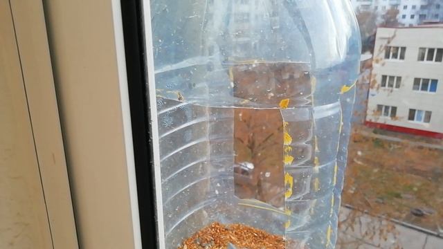 Кормушка для птиц Россия Урал 04.11.23 Bird feeder Russia Ural смотреть онлайн