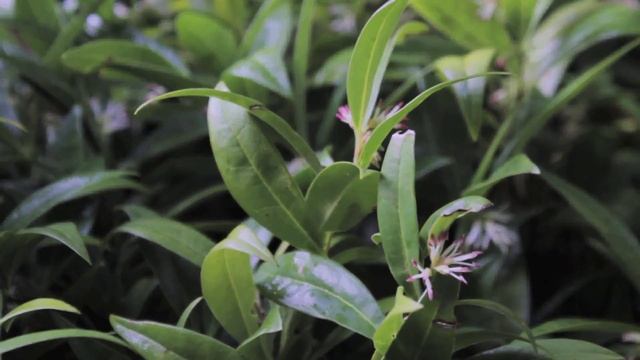 Sweet box (Sarcococca) смотреть онлайн