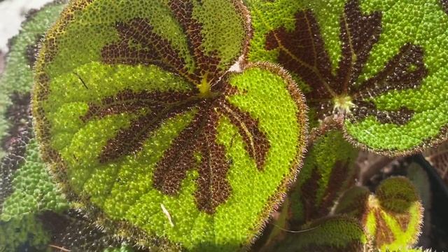 Moederdagcadeautje: Begonia Masoniana смотреть онлайн