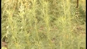 Божье дерево - приправа и лекарство на грядке